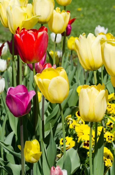 Hermosas flores de primavera —  Fotos de Stock