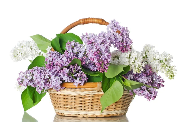Beautiful lilac isolated on white background Royalty Free Stock Photos