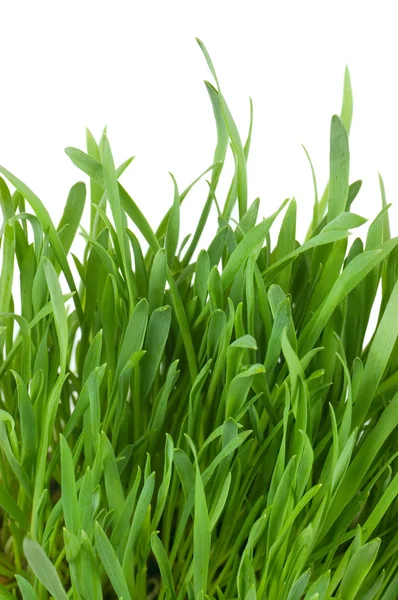 Hierba verde fresca aislada en blanco — Foto de Stock