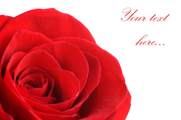 Piękna róża czerwony na białym tle — Zdjęcie stockowe