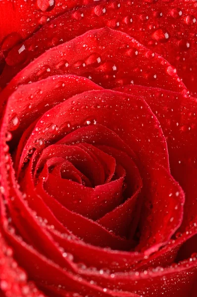 A bela rosa vermelha como fundo — Fotografia de Stock