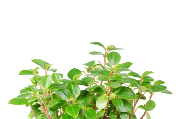 Zielone liście odizolowane na białym tle — Zdjęcie stockowe