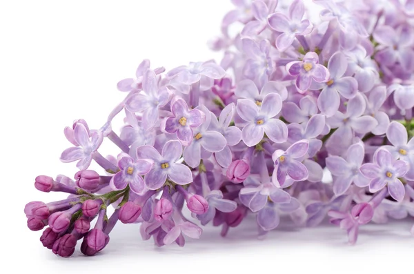 Gyönyörű lila elszigetelt fehér background — Stock Fotó