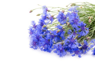 Beautiful blue cornflower clipart