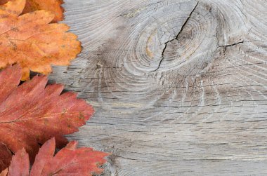 Autumn Leaves over wooden background. clipart