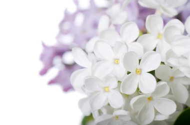 Beautiful lilac isolated on white background clipart