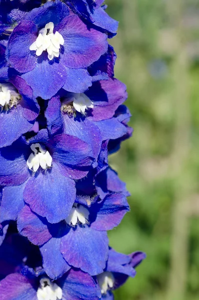 Abstrakta violetta blommor på fältet — Stockfoto