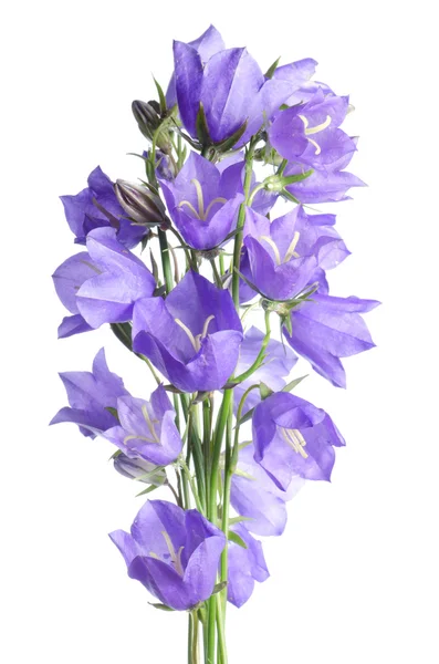 Vackra blå blommor campanula — Stockfoto