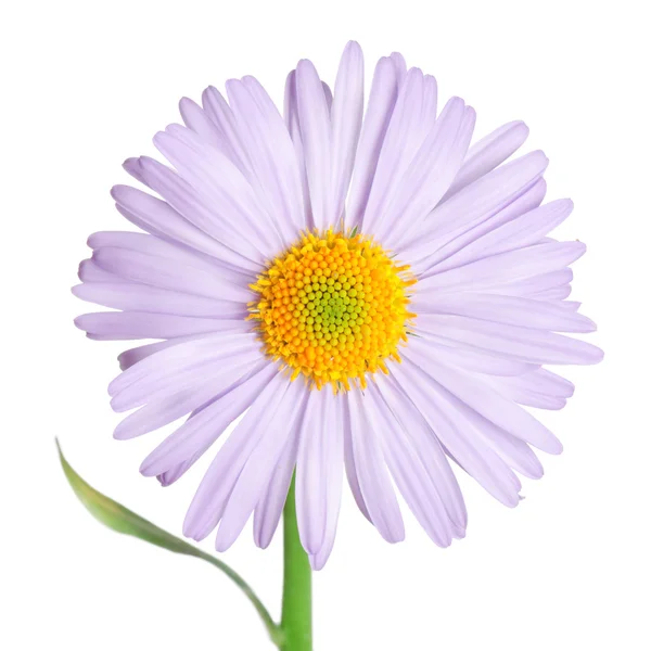 Camomilas flor isolada no fundo branco — Fotografia de Stock