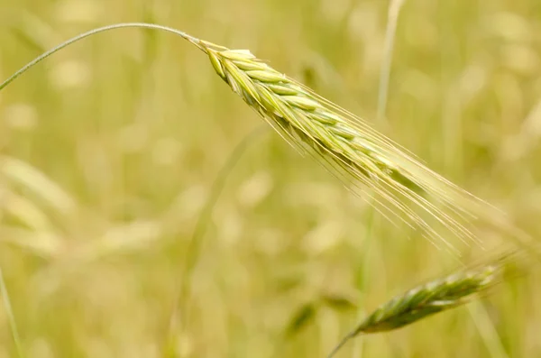 具有成熟的黄色小麦的字段 — 图库照片