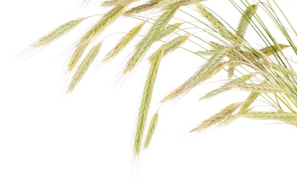 白で隔離される新鮮な小麦 — ストック写真