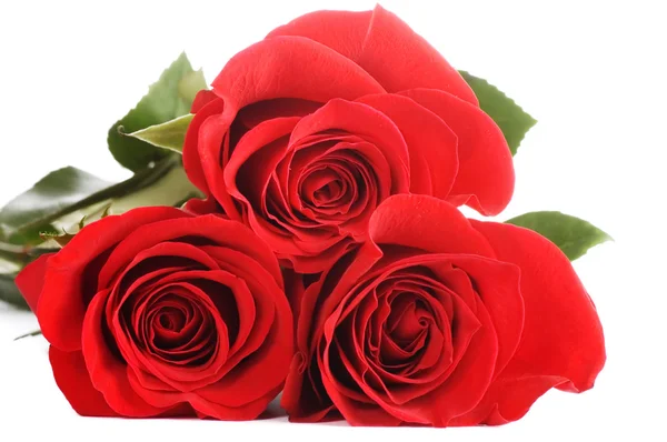 La bella rosa rossa isolata — Foto Stock
