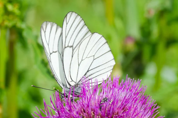 Witte vlinder op Lila bloem — Stockfoto