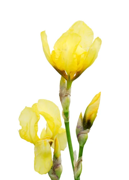 Όμορφο λουλούδι της ίριδας — Φωτογραφία Αρχείου