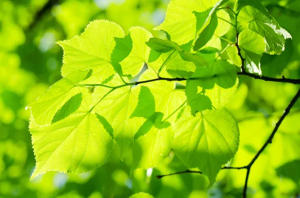 Весенние листья на ветке дерева — стоковое фото