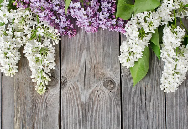 Beautiful lilac — Stock Photo, Image