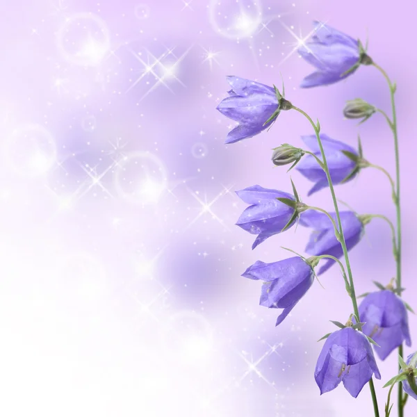 Belles fleurs bleues campanula — Photo