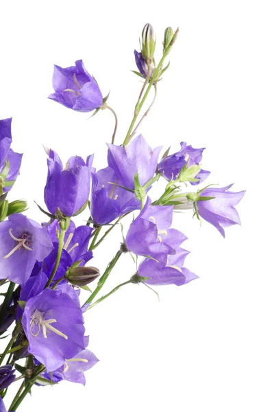 美丽的蓝色花朵风铃 — 图库照片