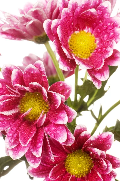 Chryzantéma květiny izolované na bílém pozadí — Stock fotografie