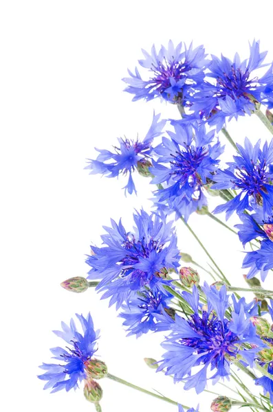 美しいブルーのコーンフラワー — ストック写真