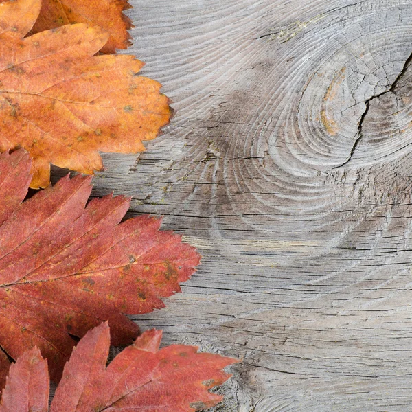 Herfst bladeren over houten achtergrond. — Stockfoto
