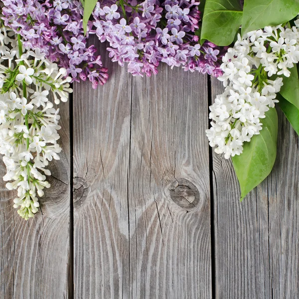 Hermosa lila —  Fotos de Stock