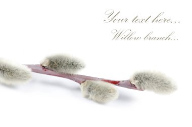 Beautiful branch of willow isolated clipart