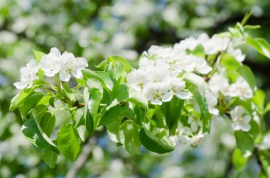 bir elma ağacı sprin içinde blossoming