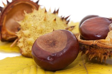 Brown chestnut nut closeup clipart