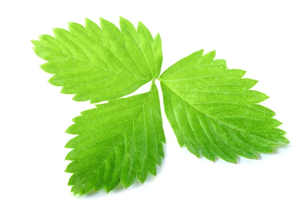 Зеленый лист клубники — стоковое фото