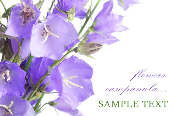 Όμορφη μπλε λουλούδια campanula — Φωτογραφία Αρχείου