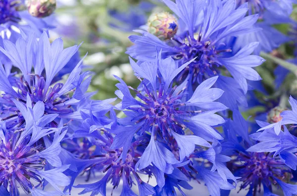 Hermoso aciano azul — Foto de Stock