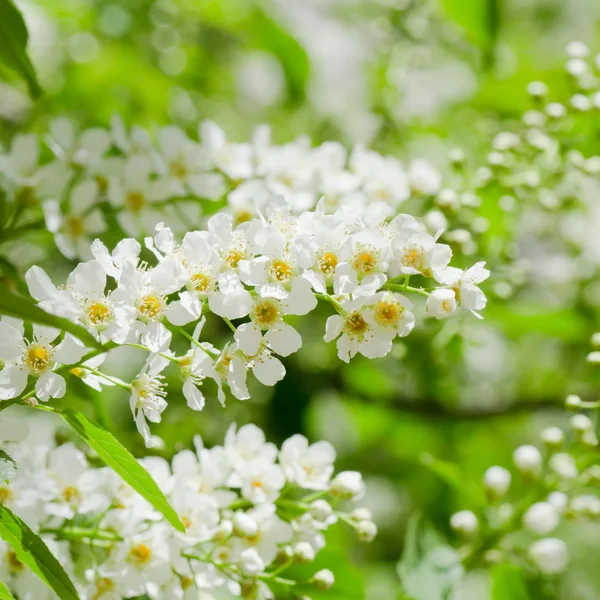 Blossoming bird cherry in the spring — Stock Photo, Image