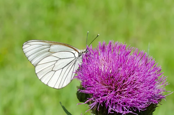 Biały motyl na kwiat bzu — Zdjęcie stockowe