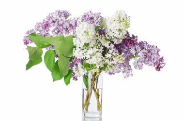 The beautiful lilac isolated on white clipart