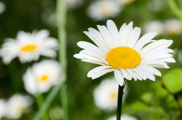 Meadow of chamomile close up — Stock Photo, Image