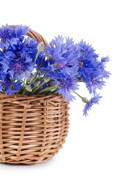 Güzel mavi peygamber çiçeği — Stok fotoğraf