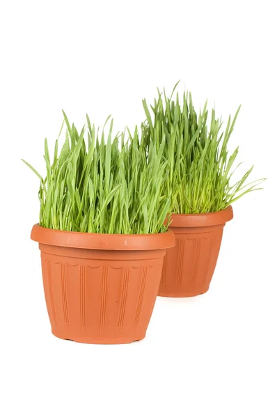 Zielona trawa w garnku na białym tle — Zdjęcie stockowe