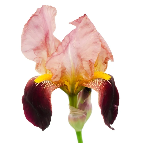 Hermosa flor de iris — Foto de Stock