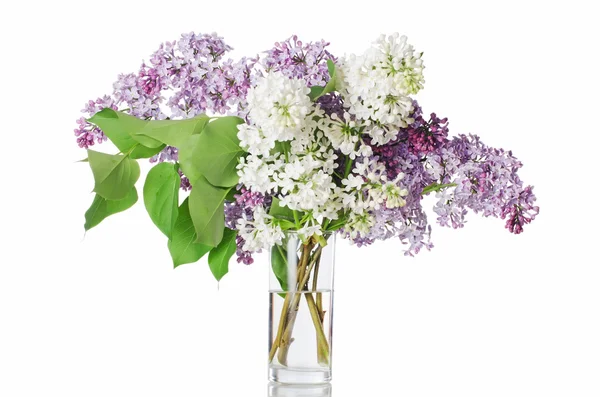 The beautiful lilac isolated on white — Stock Photo, Image