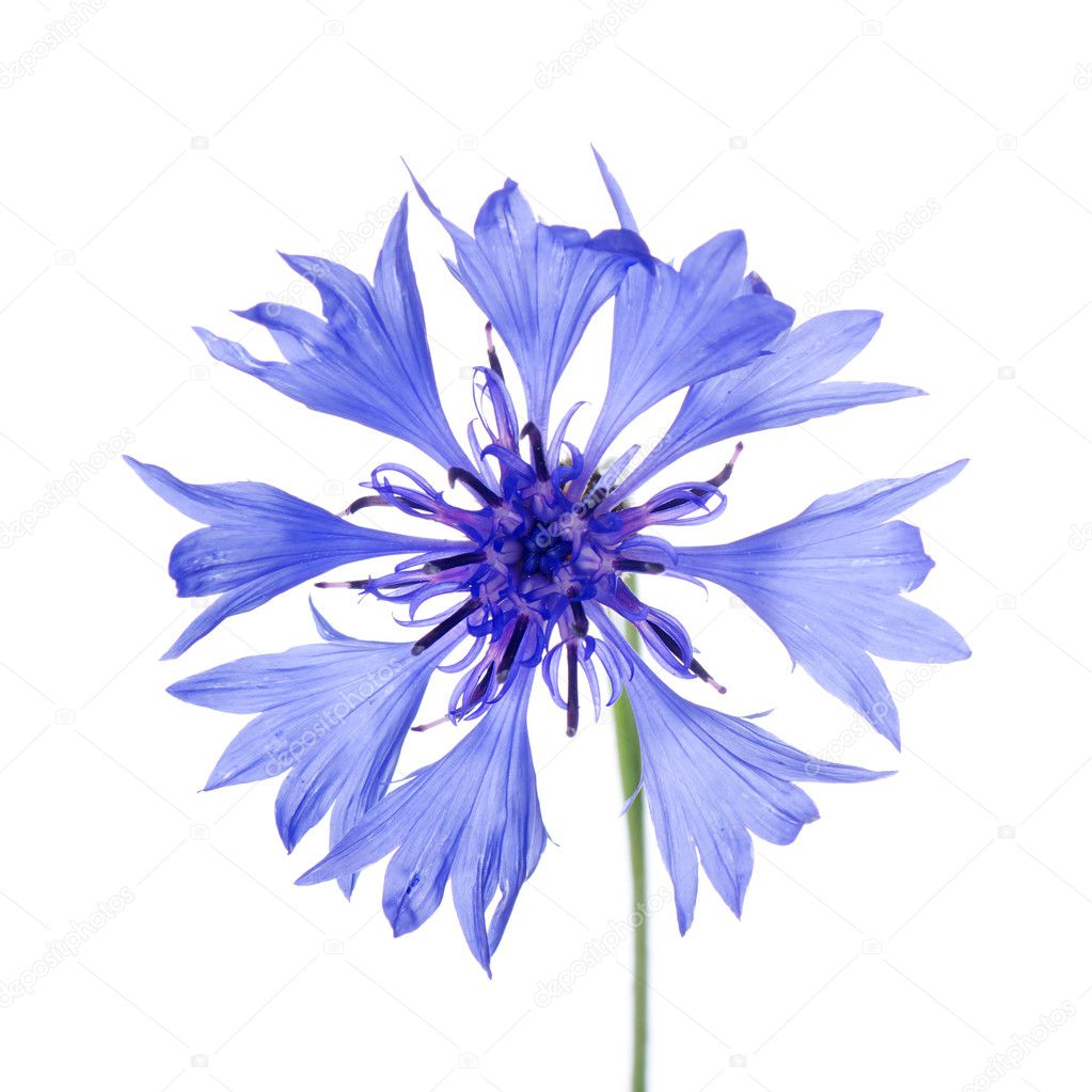 Beautiful blue cornflower — Stock Photo © voronin76 6257221