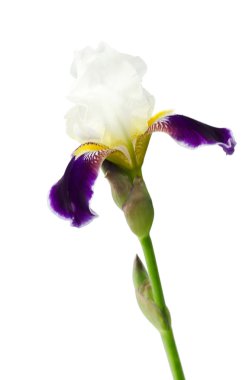 Iris'in güzel bir çiçek