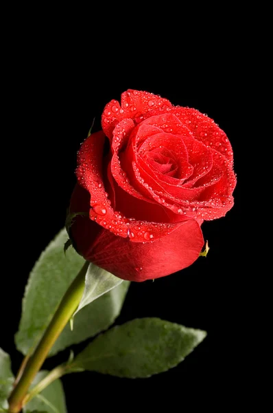 Krásné červené růže na černém — Stock fotografie