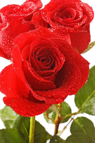Red rose isolated on white background — Stock Photo, Image