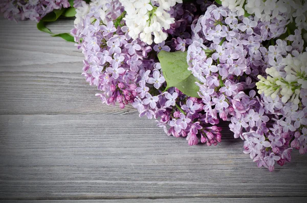 美丽的紫丁香 — 图库照片