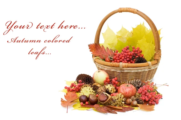 Podzimní listí a plodů, samostatný — Stock fotografie