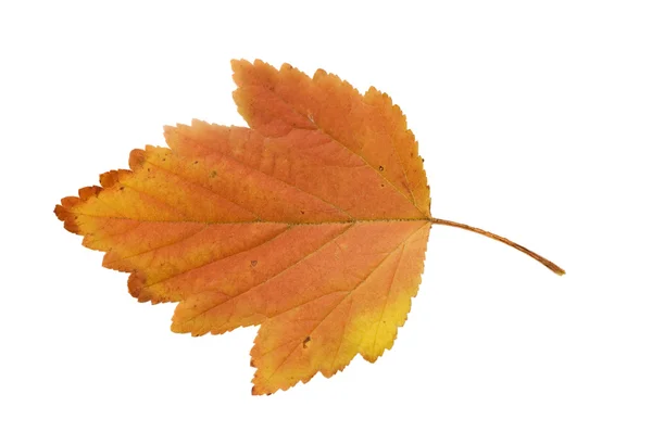 Folha de outono isolada sobre fundo branco — Fotografia de Stock
