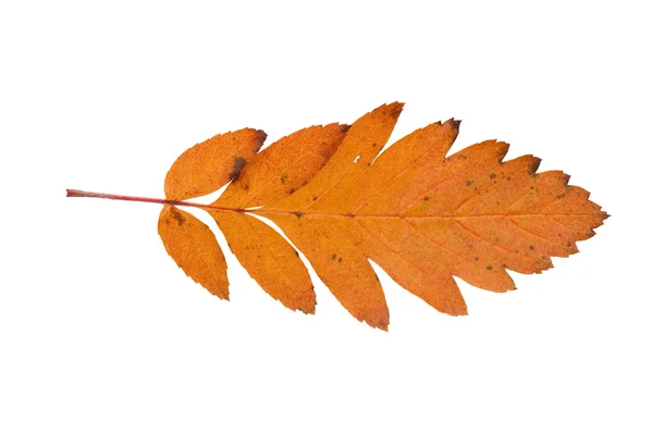 Осенний лист на белом фоне — стоковое фото