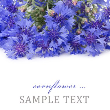 Beautiful blue cornflower clipart