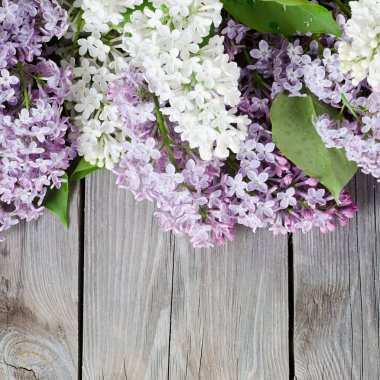 Beautiful lilac clipart